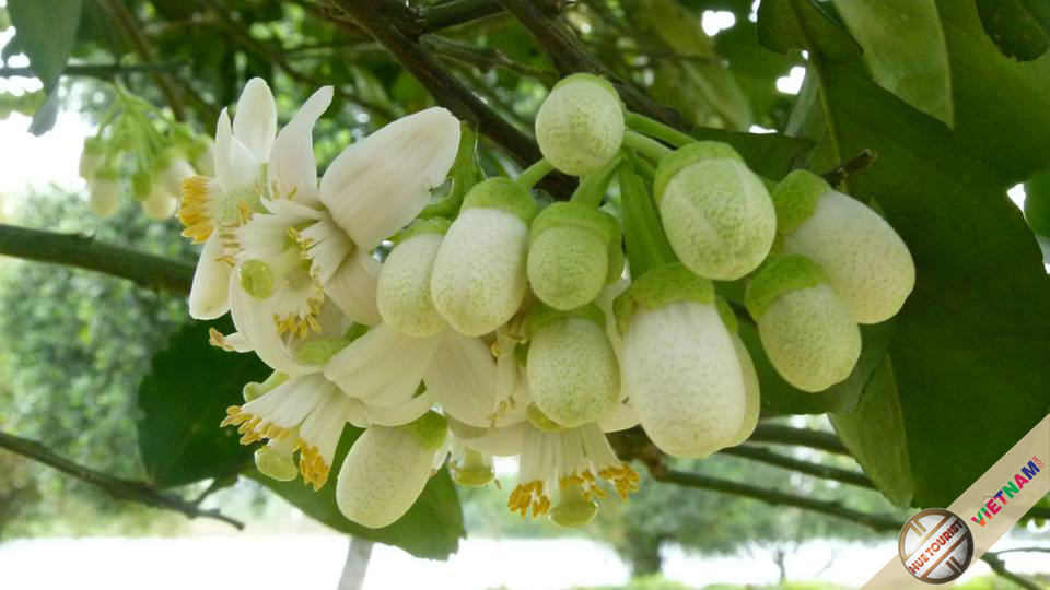 HUE - THUY BIEU - HUE: THE PERFUME OF POMELOS